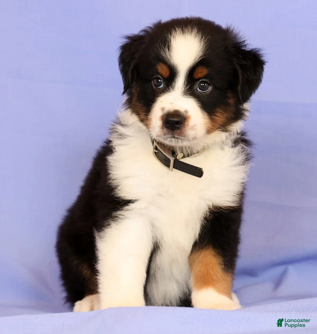 Miniature Australian Shepherd dogs for sale: David - Ad 2