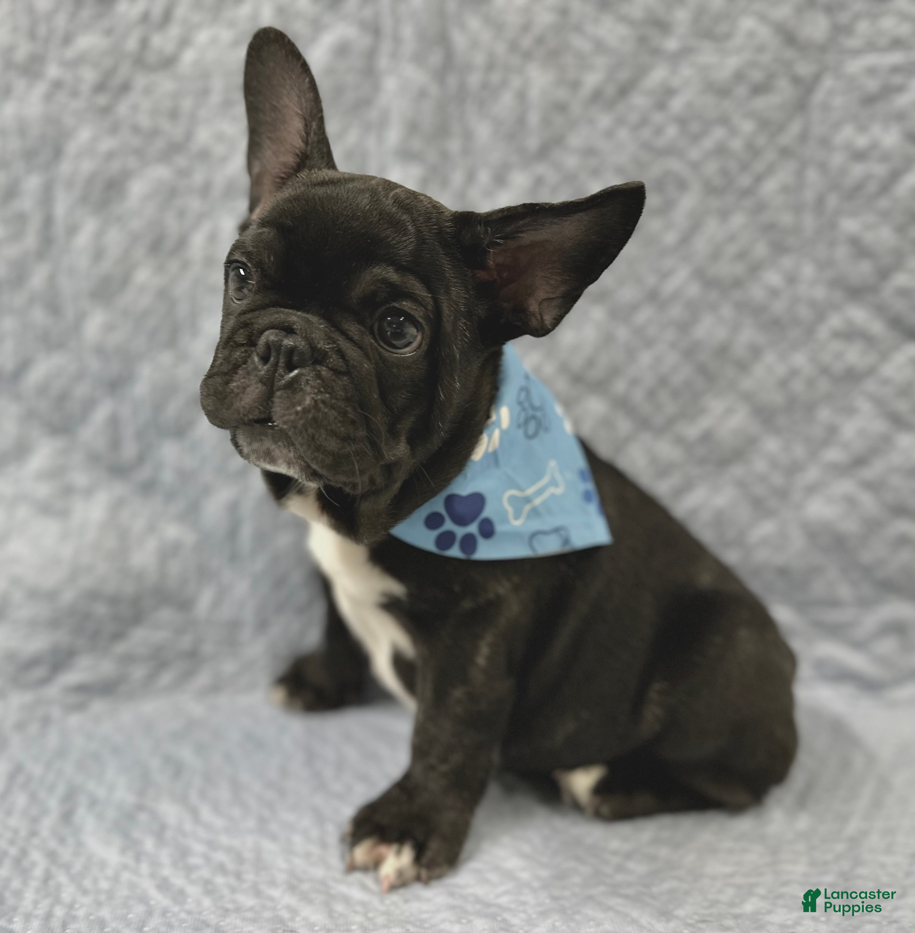 Mixed Breed dogs Bingo - Ad 1