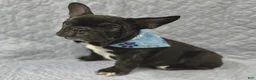 Mixed Breed dogs for sale: Bingo - Ad 1