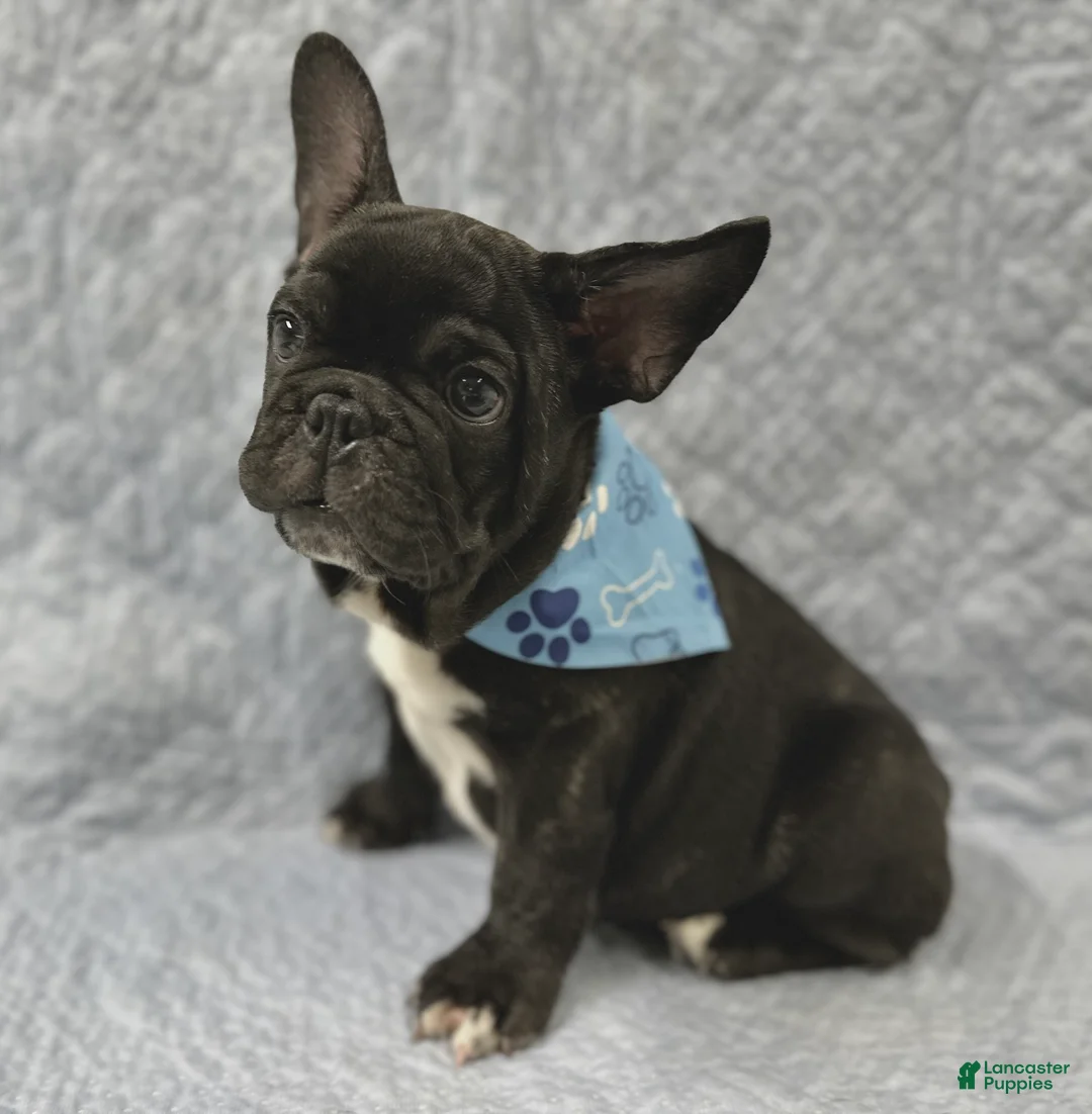 Mixed Breed dogs for sale: Bingo - Ad 1