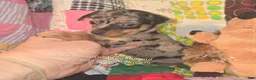 Miniature Pinscher dogs for sale: Van, merle boy - Ad 3