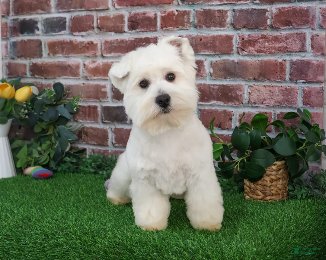 West Highland Terrier dogs for sale: Wren - Ad 3