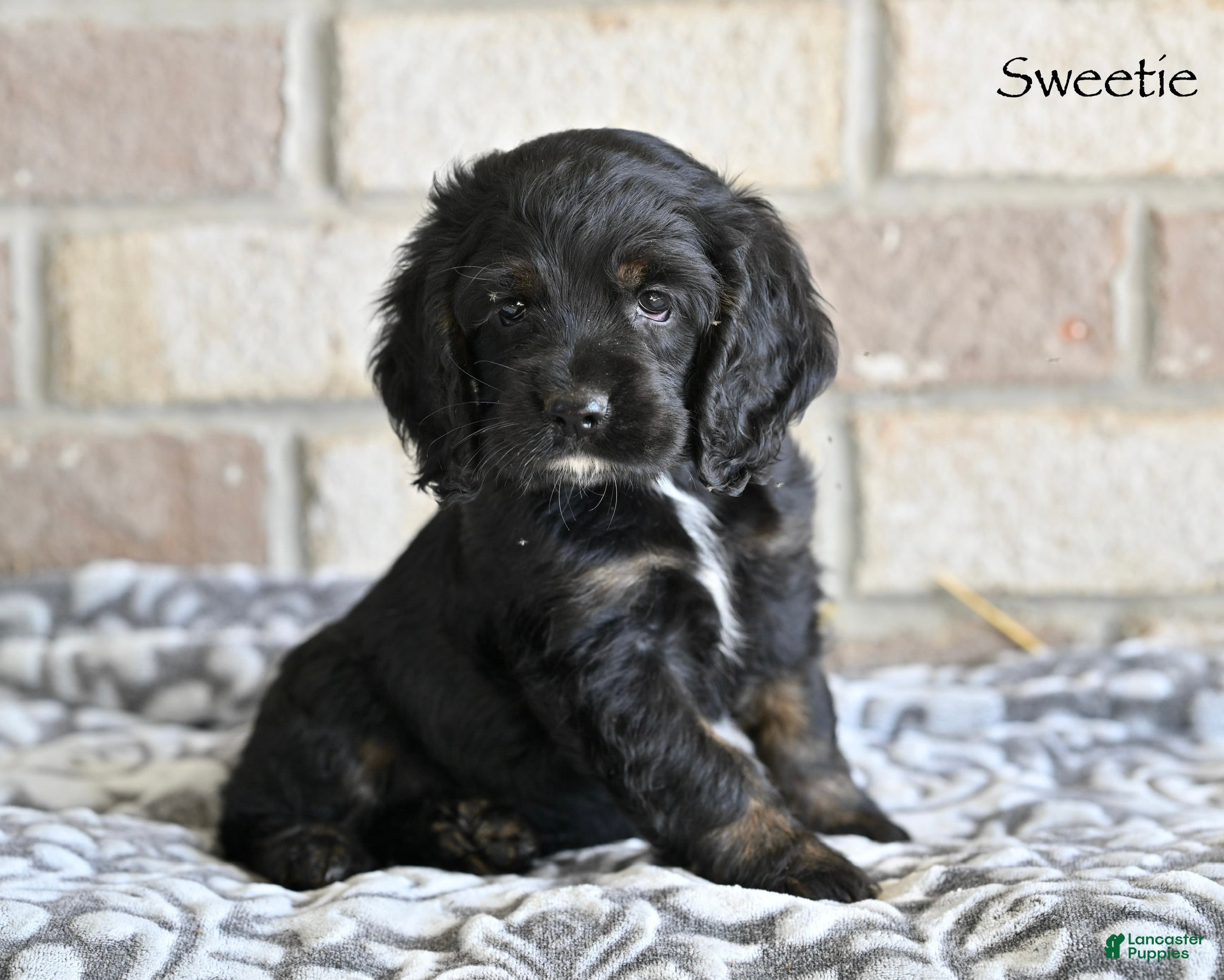 Cocker Spaniel dogs for sale: Sweetie  - Ad 4