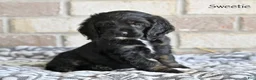 Cocker Spaniel dogs for sale: Sweetie  - Ad 1