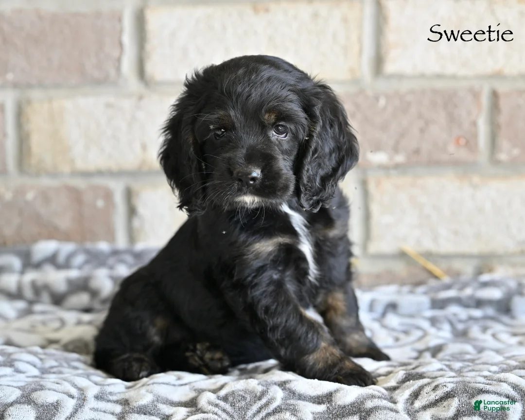 Cocker Spaniel dogs for sale: Sweetie  - Ad 1