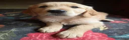 Golden Retriever dogs for sale: Barley - Ad 4