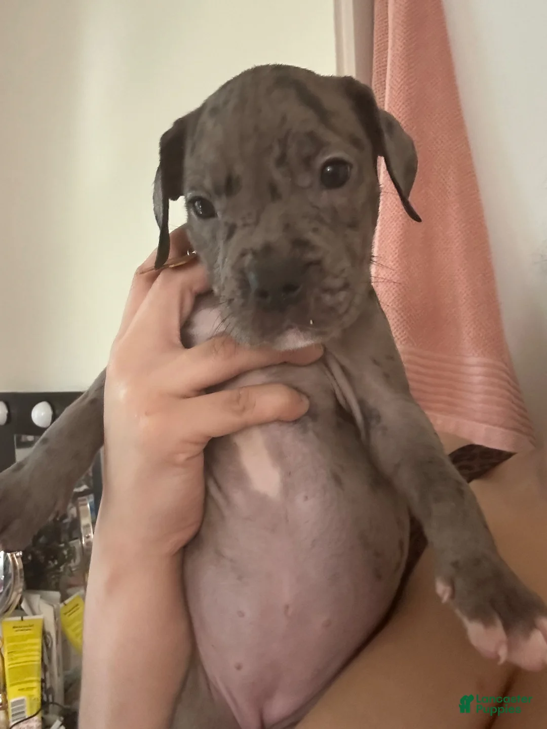 Mixed Breed dogs for sale: Mixed Breed Puppy 2 - Ad 1