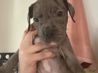 Mixed Breed dogs Mixed Breed Puppy 2 - Ad 31