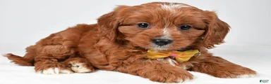 Benji