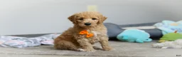 Standard Poodle dogs for sale: Gus AKC - Ad 5