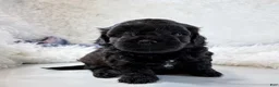 Shihpoo dogs for sale: Vader F1B shihpoo  - Ad 7