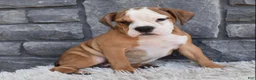 Beabull dogs for sale: Blossom  - Ad 4
