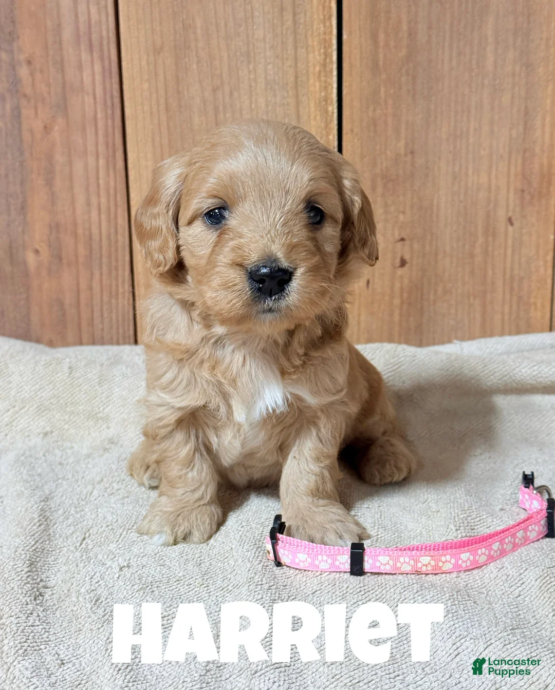 Mini Goldendoodle dogs for sale: Harriet, F1b Mini Goldendoodle - Ad 2