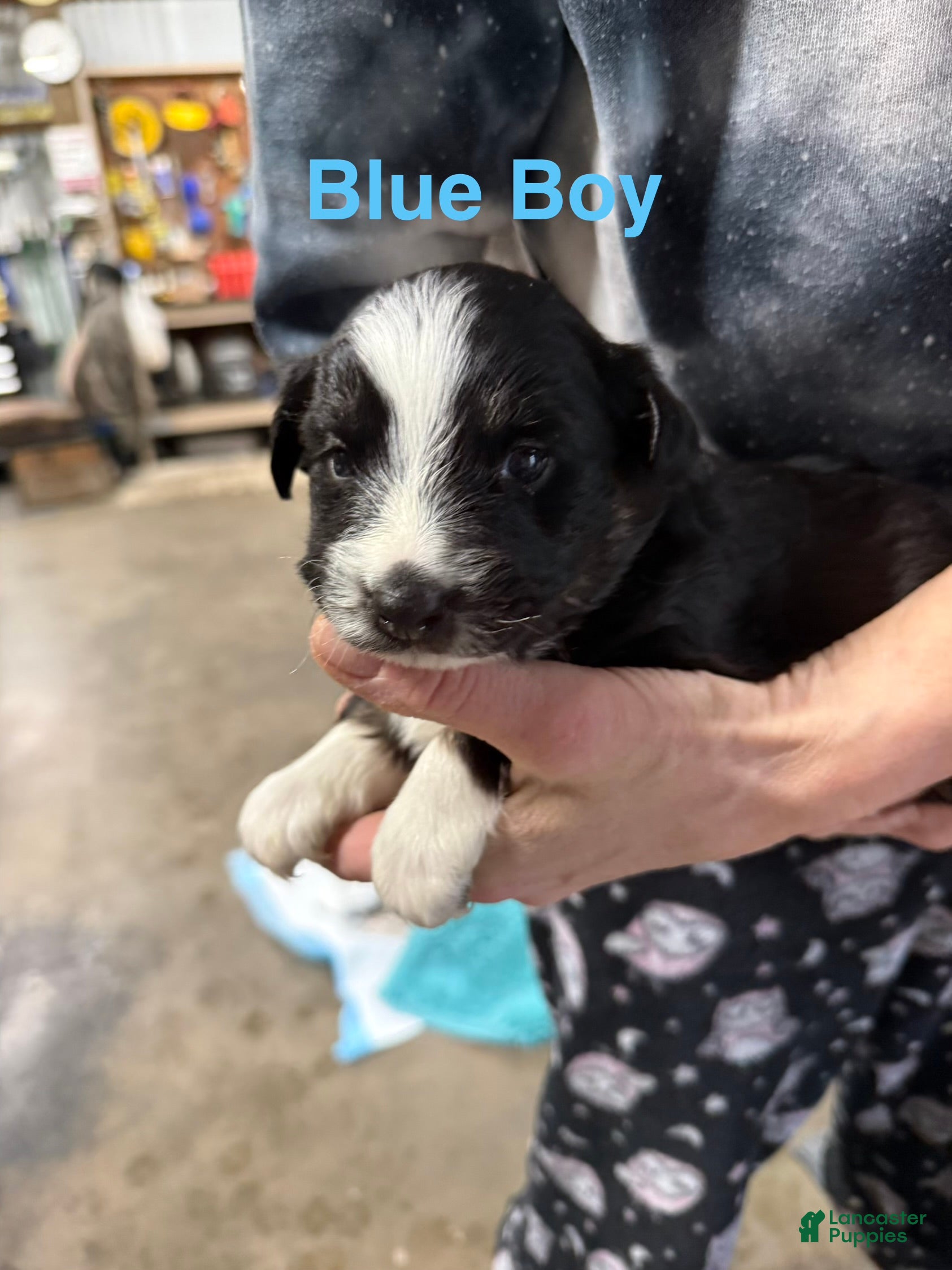 Mixed Breed dogs Blue Boy - Ad 20