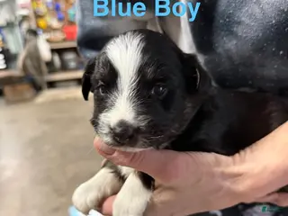Mixed Breed dogs Blue Boy - Ad 4