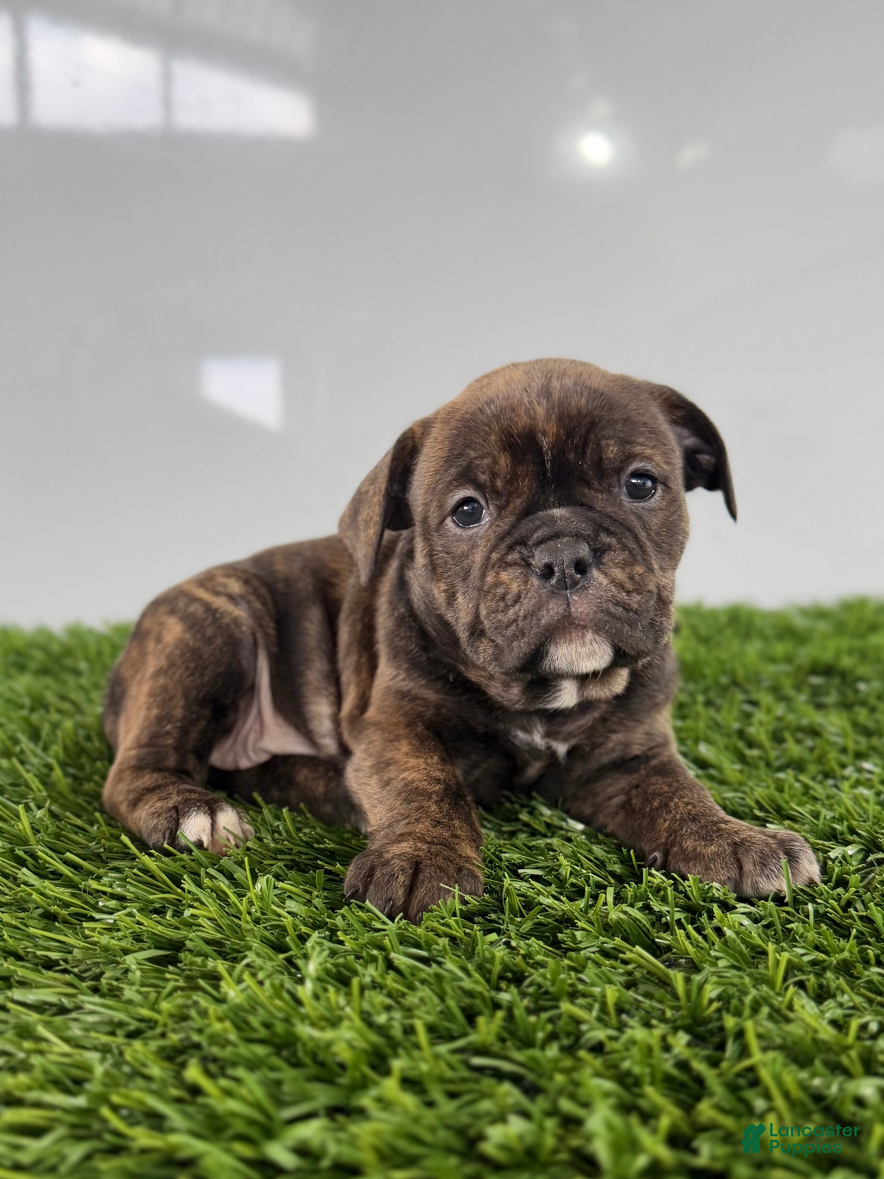 Olde English Bulldogge dogs Taryn - Ad 5