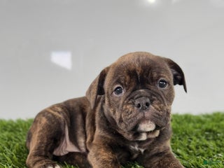 Olde English Bulldogge dogs Taryn - Ad 4