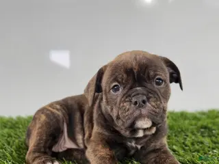 Olde English Bulldogge dogs Taryn - Ad 5