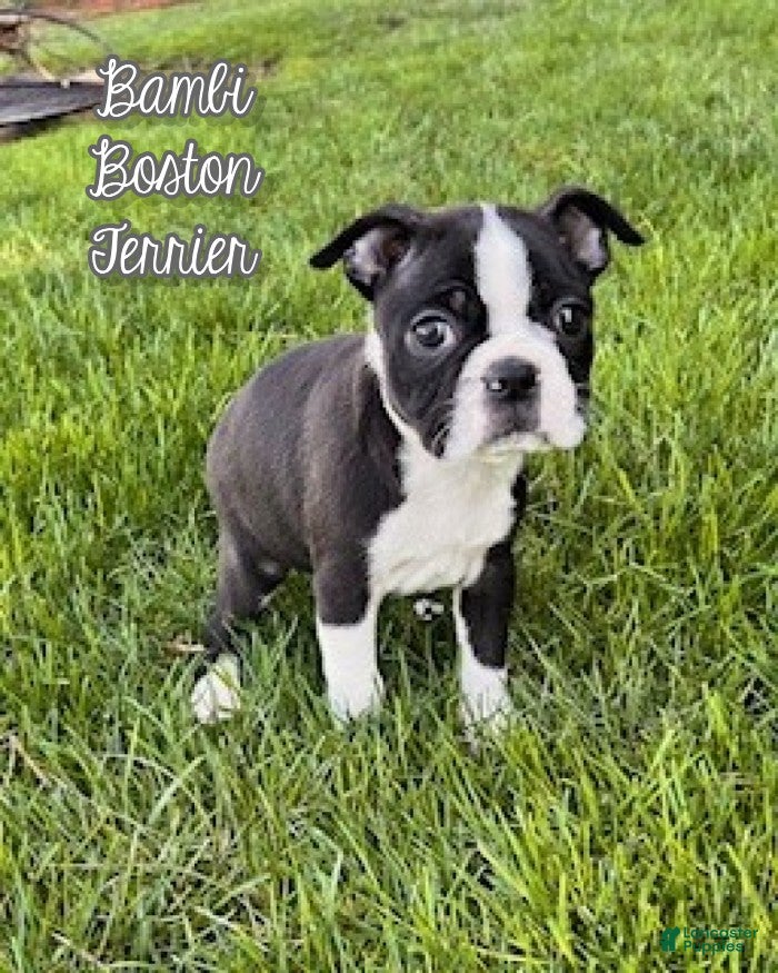 Boston Terrier dogs Bambi - Ad 1