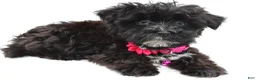 Morkie dogs for sale: Willow - Ad 7