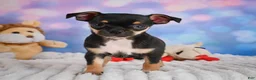 Chihuahua dogs for sale: Charlie - Ad 8
