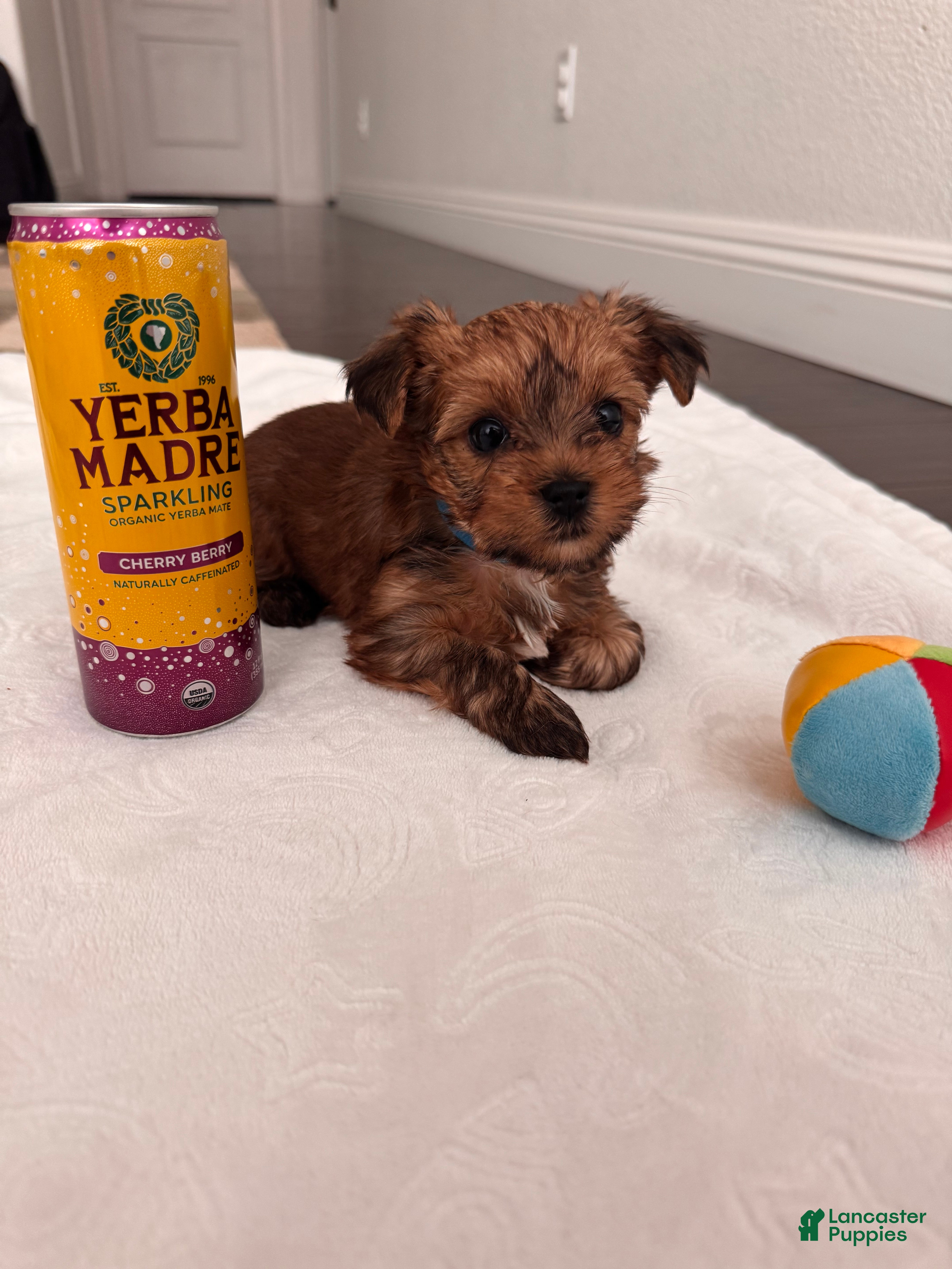 Yorkshire Terrier dogs male Yorkshire Terrier 1 - Ad 1