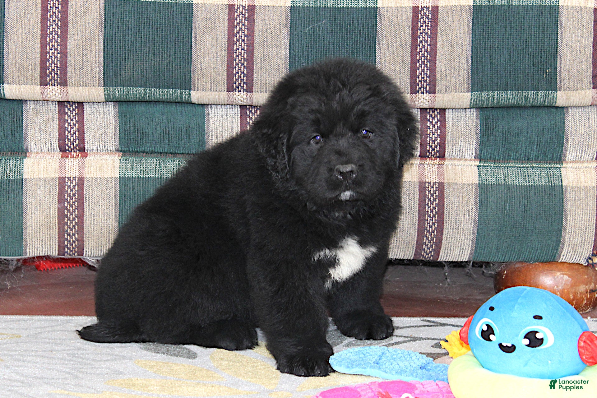 Newfoundland dogs OFA, AKC, CH Angie - Ad 2
