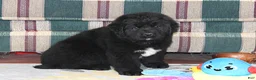 Newfoundland dogs for sale: OFA, AKC, CH Angie - Ad 2