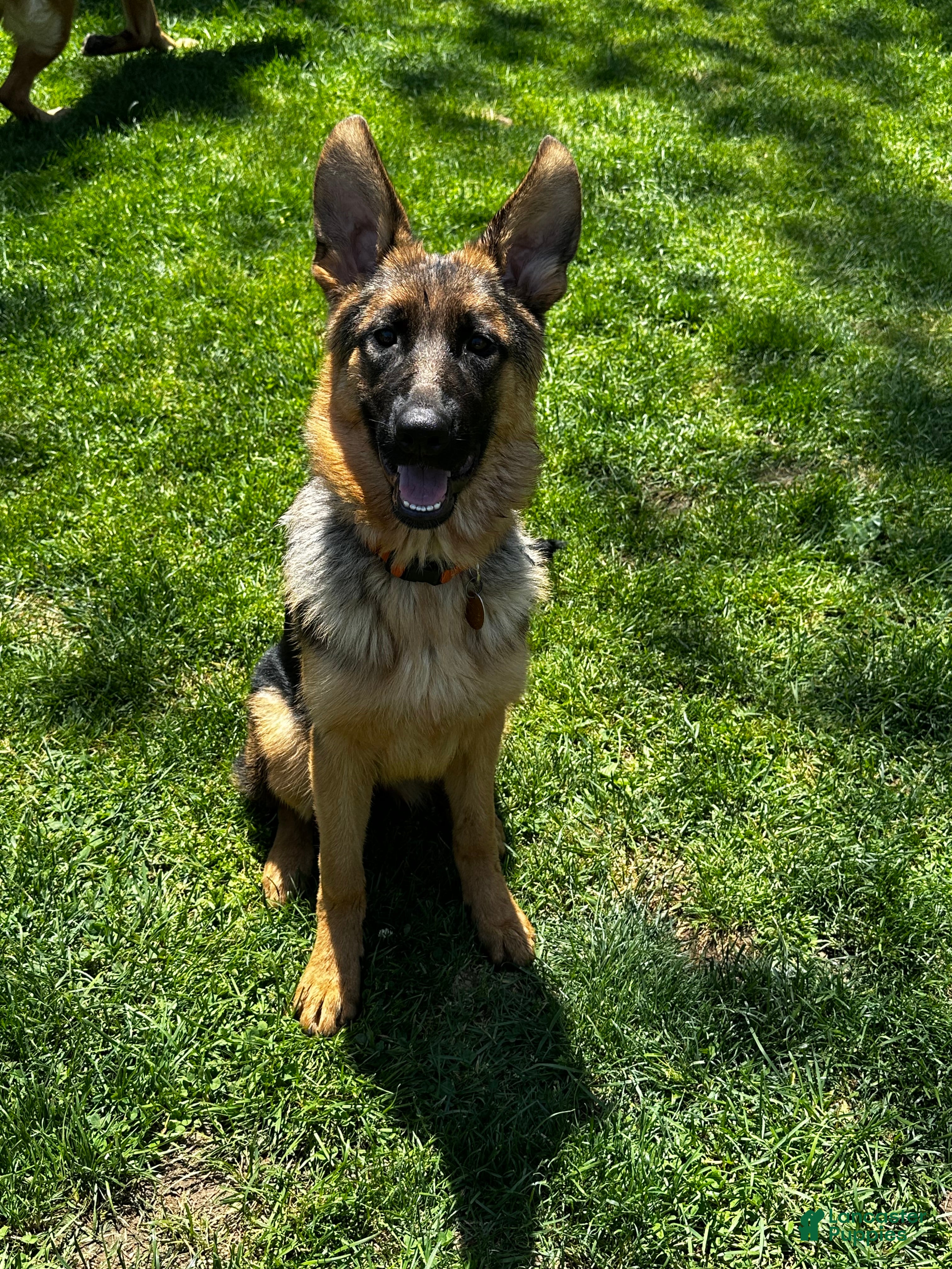 German Shepherd dogs Apollo  - Ad 1
