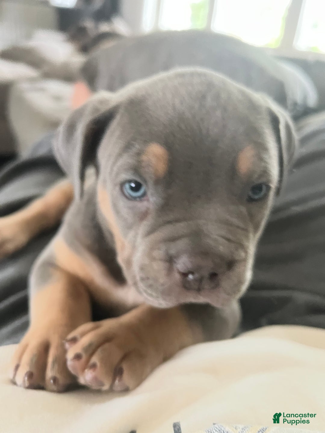 American Bully dogs for sale: Hazel - Ad 2