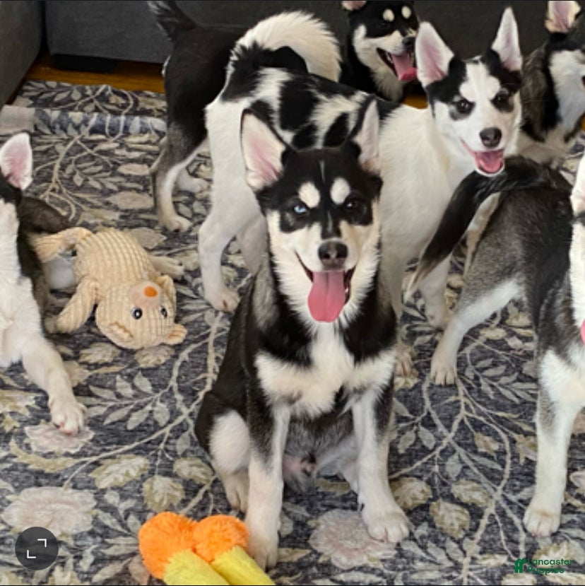 Pomsky dogs Cinder  - Ad 4