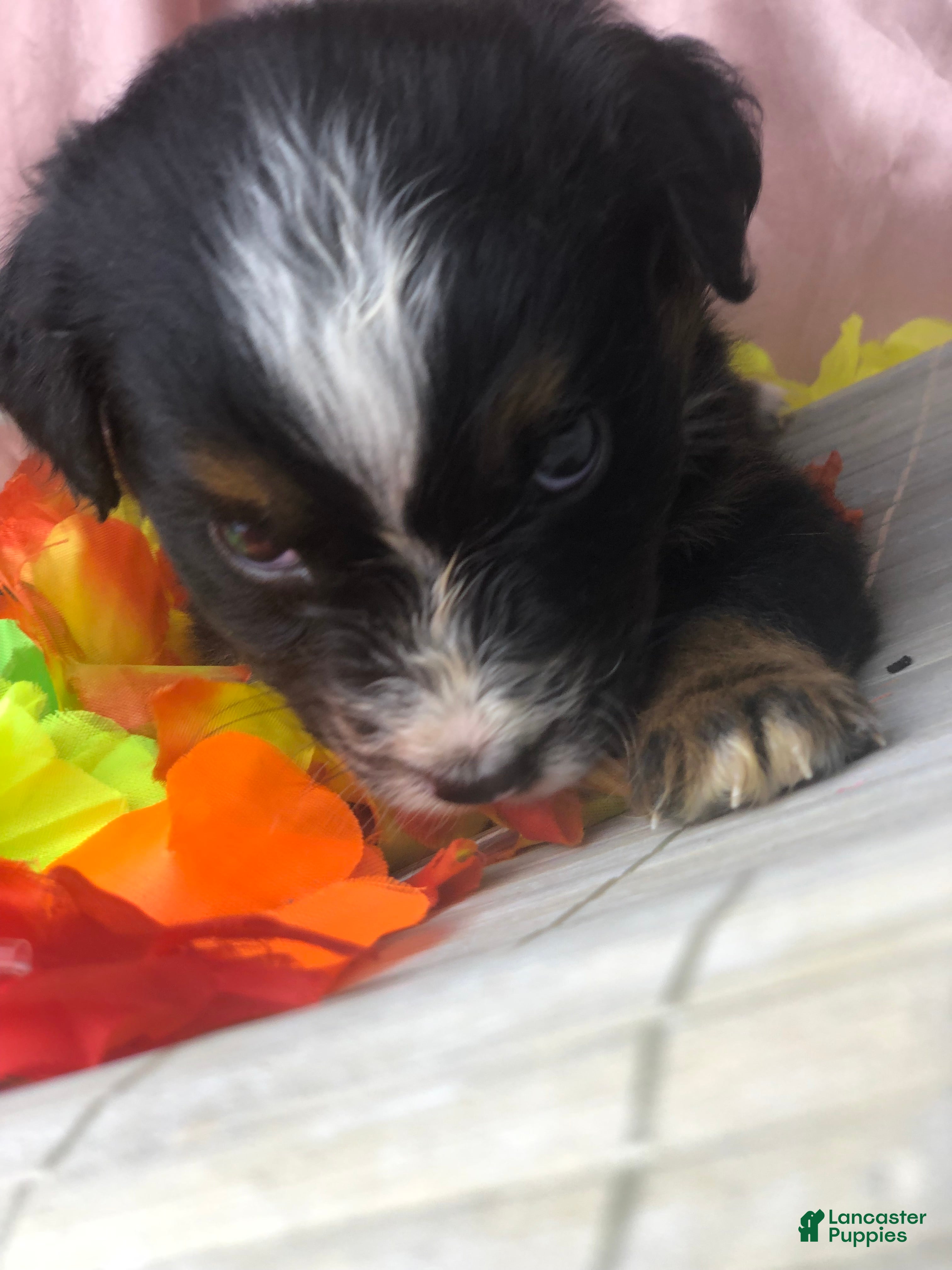Australian Shepherd dogs Australian Shepherd 5 (female) - Ad 5