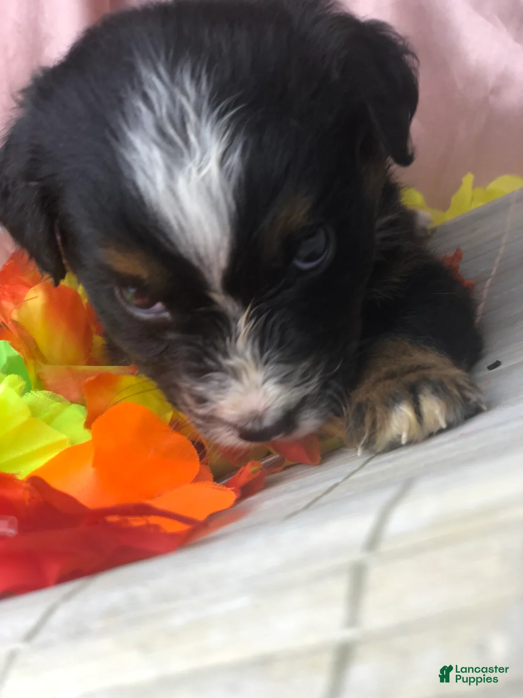 Australian Shepherd dogs for sale: Australian Shepherd 5 (female) - Ad 1