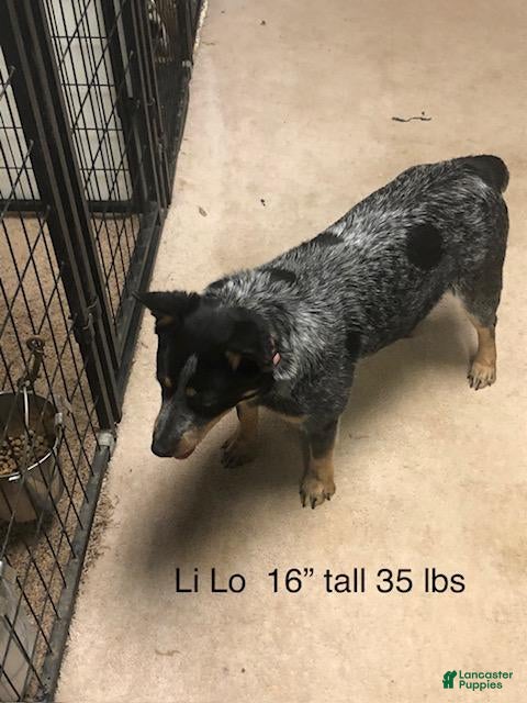 Australian Cattle Dog dogs LILO BOY 3 - Ad 2