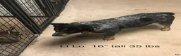 Australian Cattle Dog dogs for sale: LILO BOY 2 - Ad 2