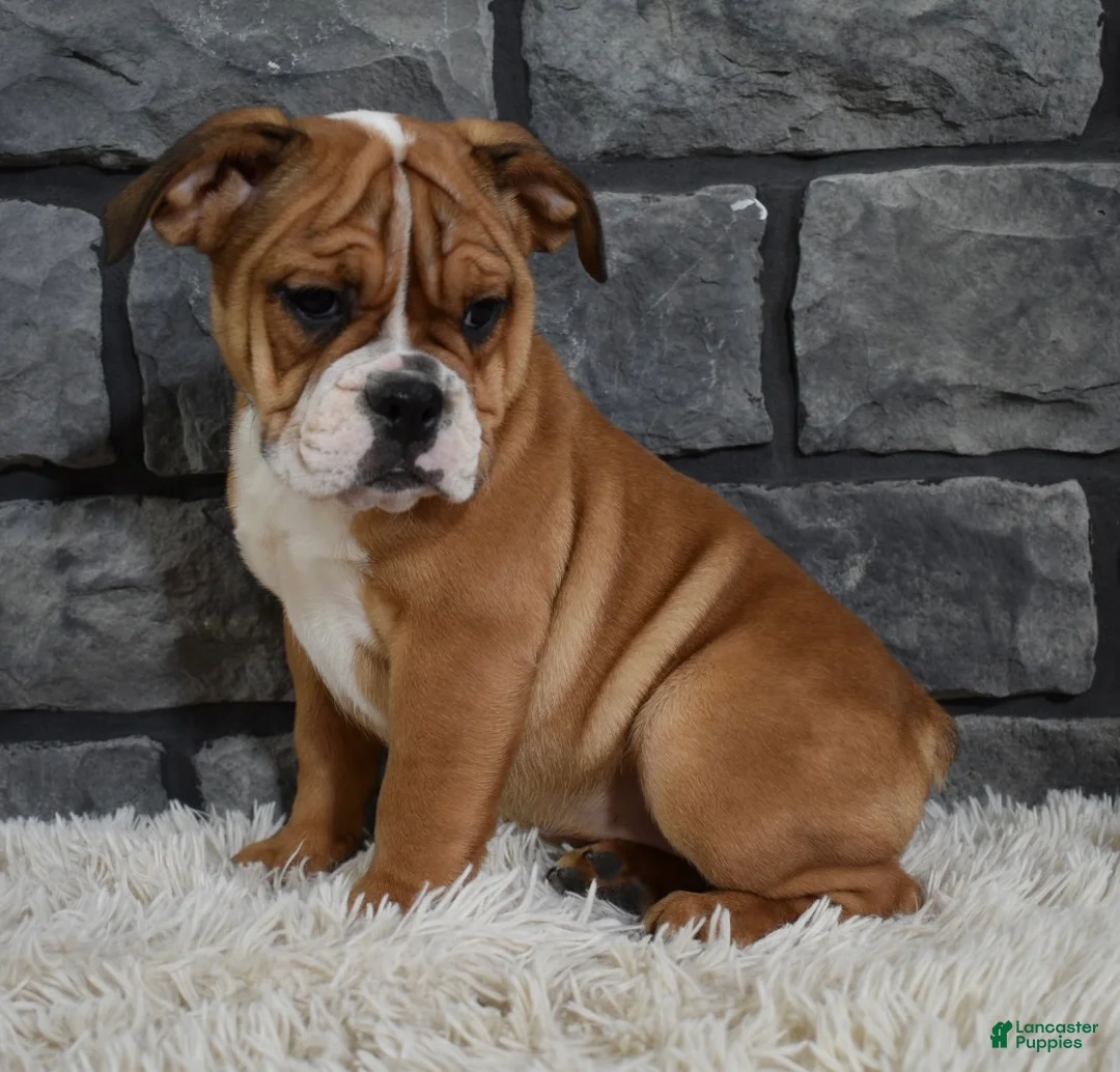 Beabull dogs for sale: Penny  - Ad 4