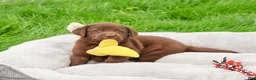 Labrador Retriever dogs for sale: Ezra - Ad 6