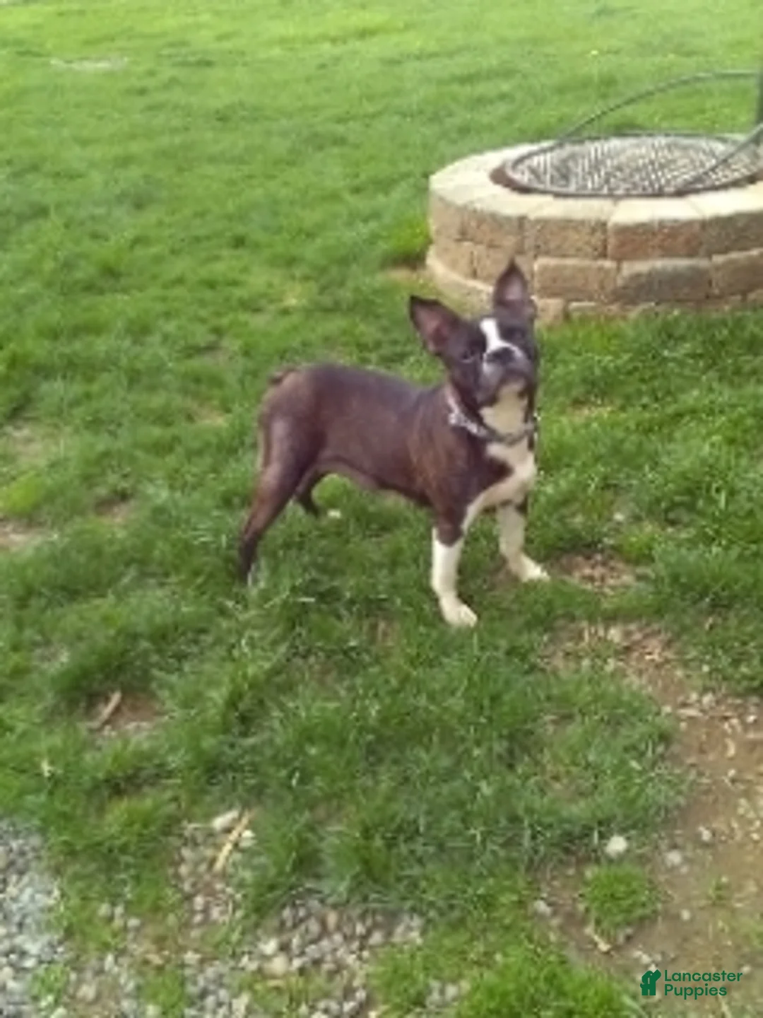 Boston Terrier dogs for sale: Roselyn - Ad 20