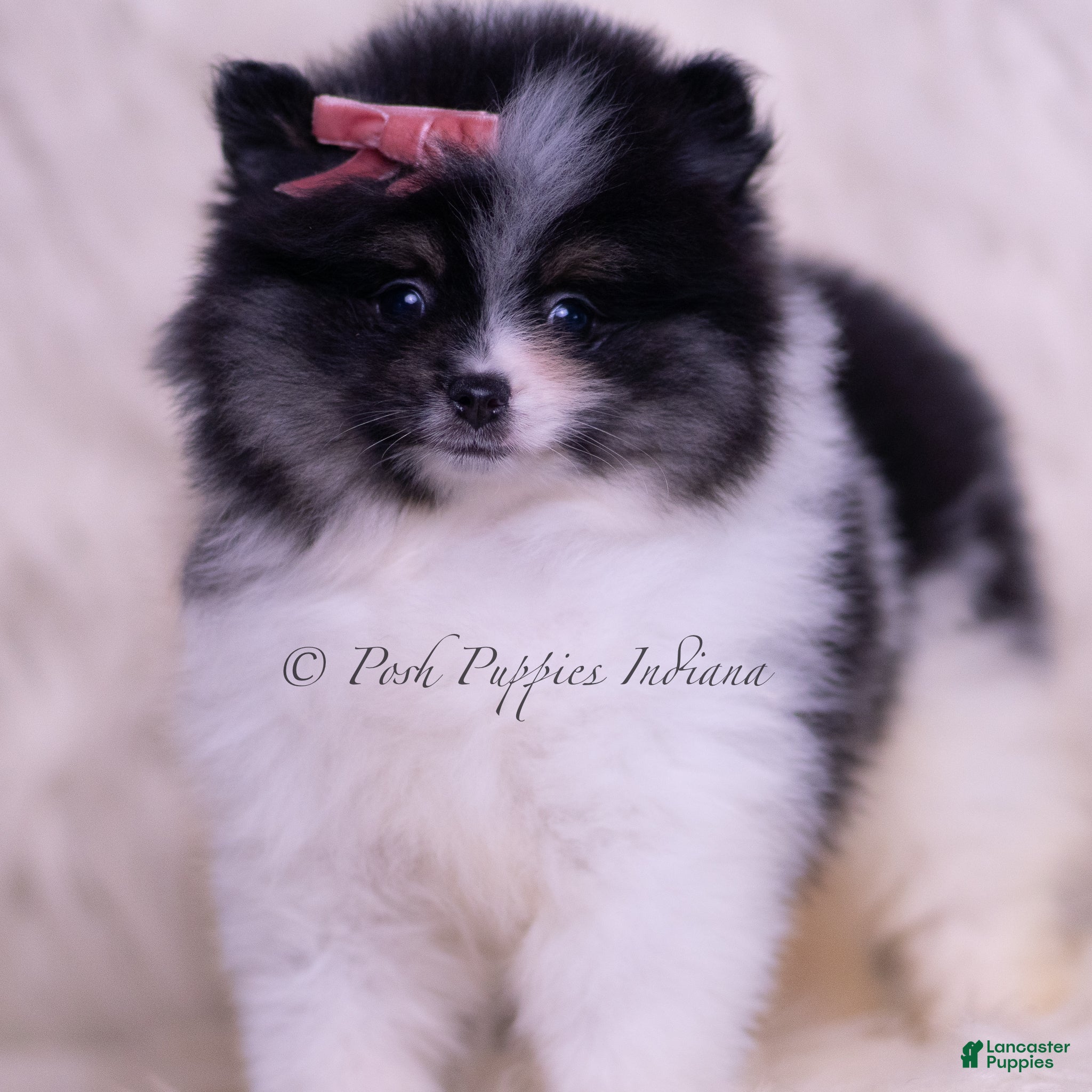 Pomeranian dogs Kisses - Ad 35