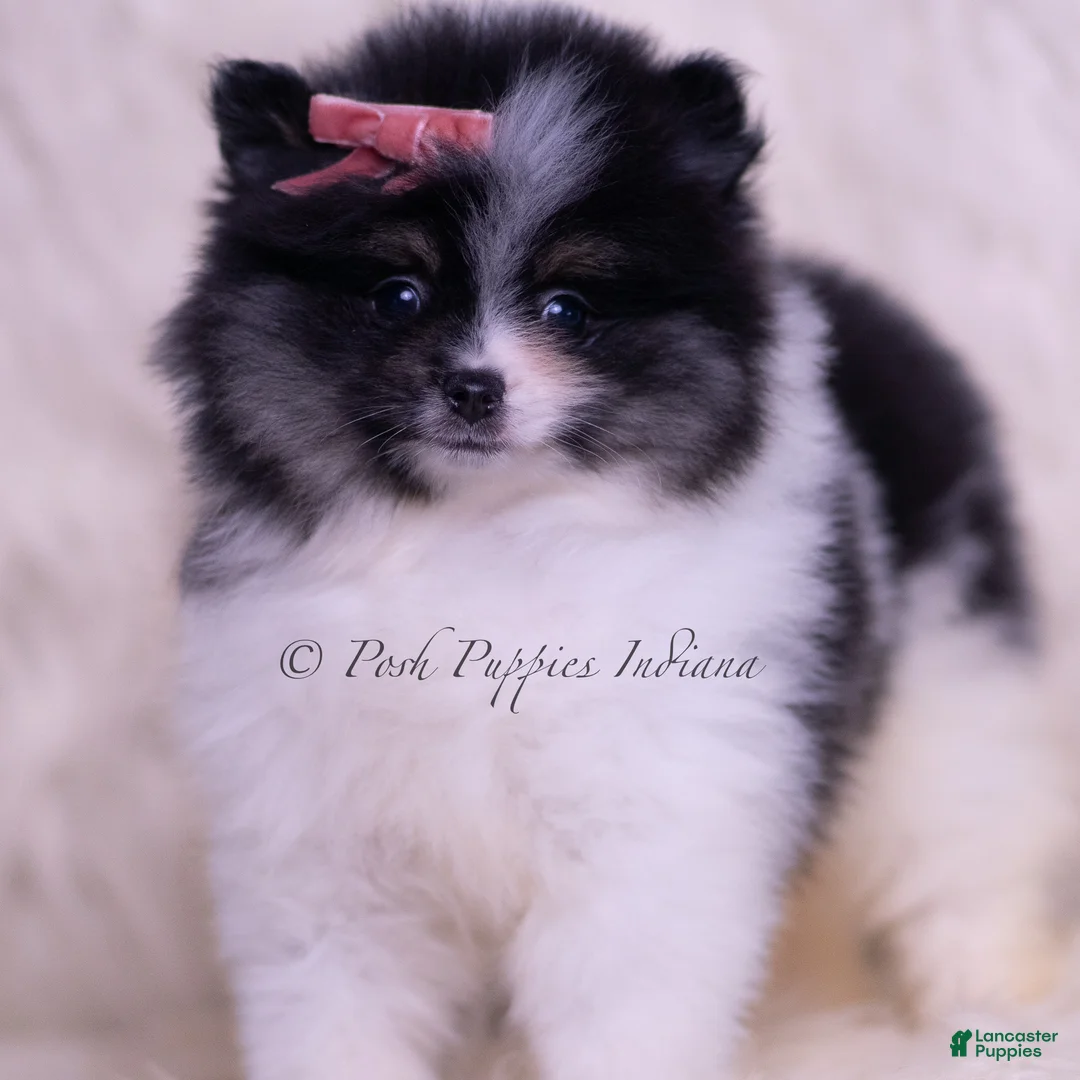 Pomeranian dogs for sale: Kisses - Ad 1