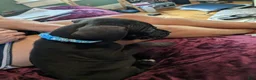 Presa Canario dogs for sale: Presa Canario 6 - Ad 1