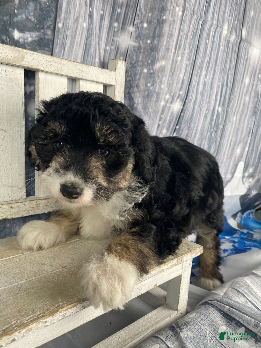 Aussiedoodle dogs for sale: Sara - Ad 12