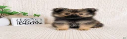 Pomeranian dogs for sale: Teddy - Ad 6