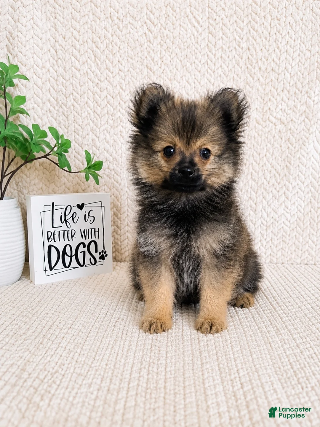 Pomeranian dogs for sale: Teddy - Ad 6