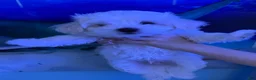 Maltese dogs for sale: Maltese 1 - Ad 3