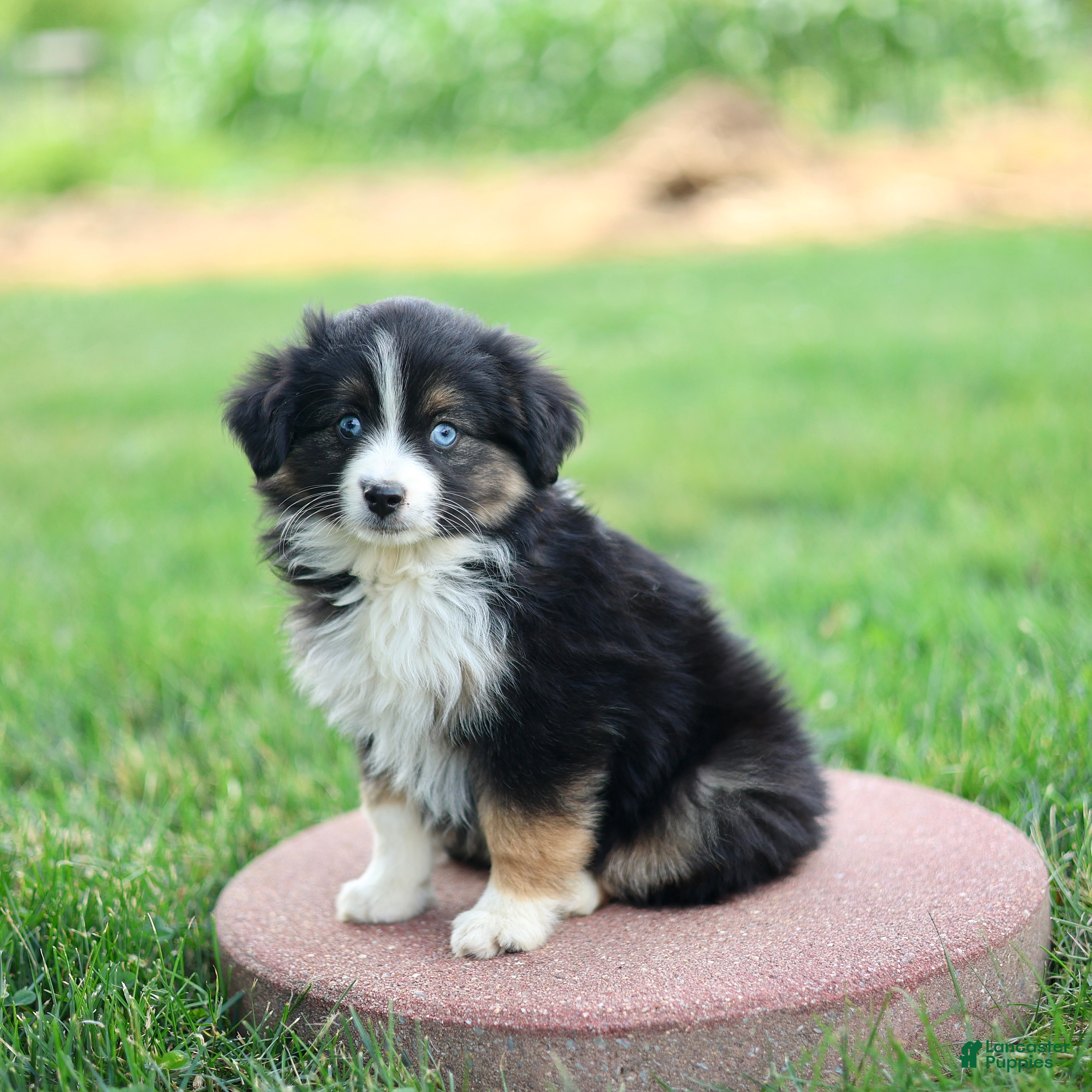 Miniature Australian Shepherd dogs Jonas - Ad 2
