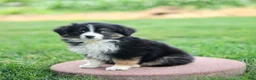 Miniature Australian Shepherd dogs for sale: Jonas - Ad 2