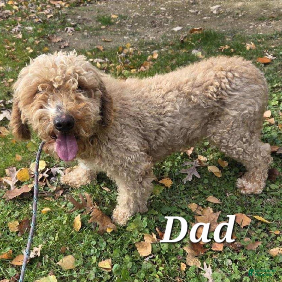 Mixed Breed dogs for sale: Logan - Ad 10