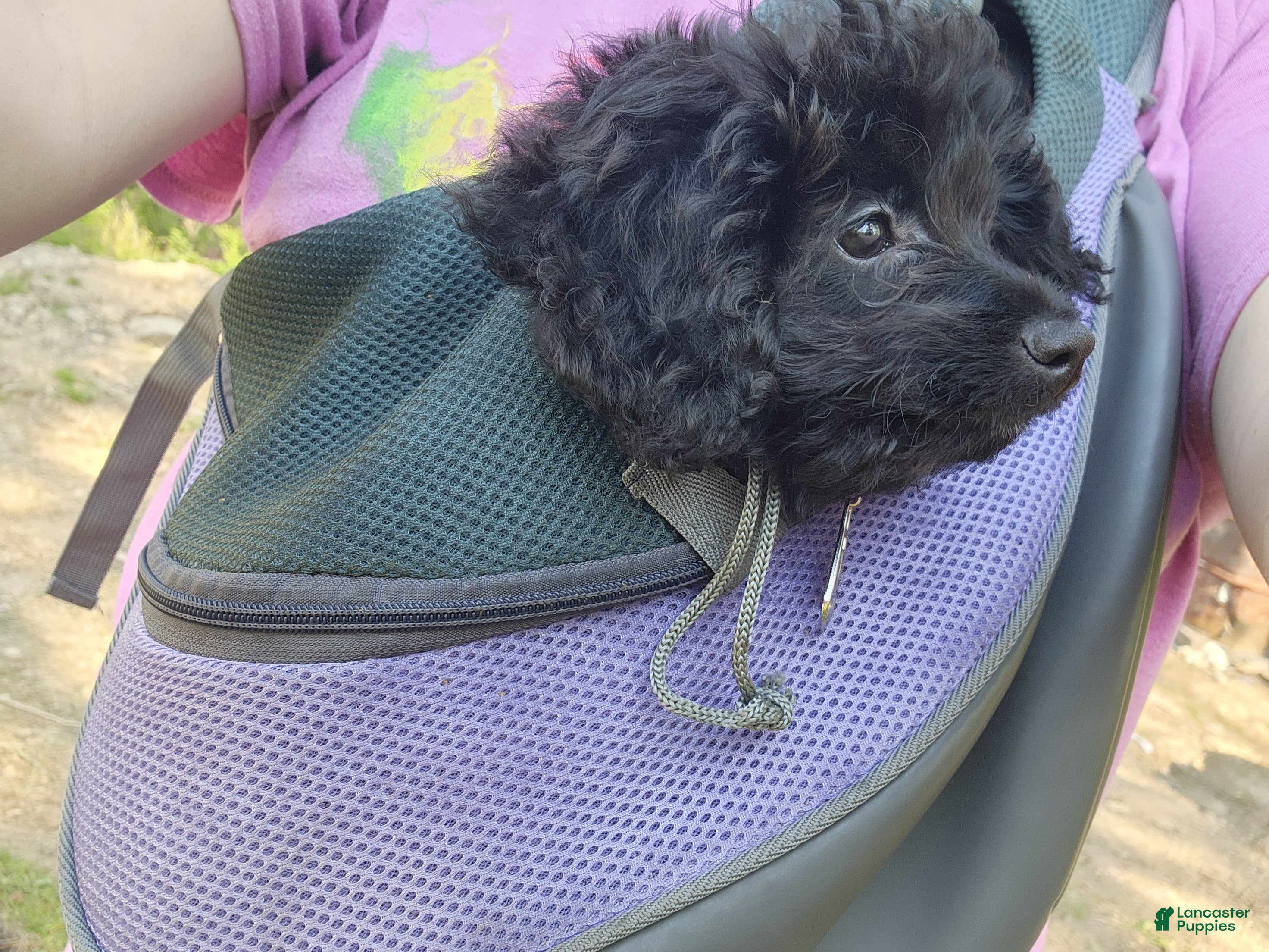 Pomapoo dogs Onyx  - Ad 1