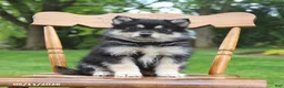 Pomsky dogs for sale: Shadow - Ad 1